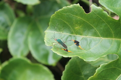 Anisoscelis foliaceus