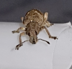 Eudiagogini