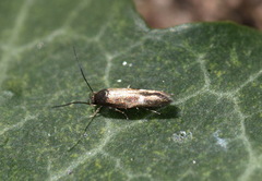 Elachistidae