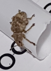 Eudiagogini