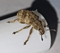 Eudiagogini