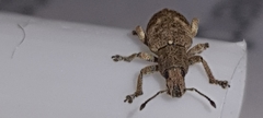 Eudiagogini