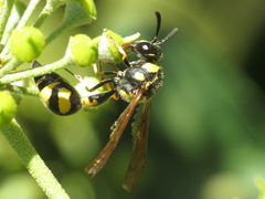 Eumenes coronatus