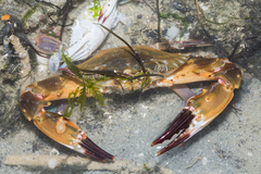 Charybdis hellerii