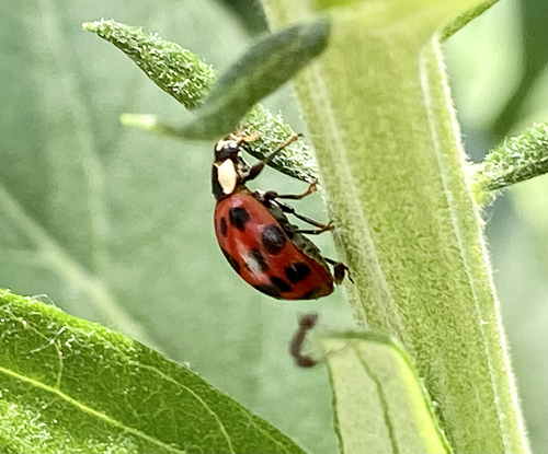 iNaturalist observation photo of Asian Lady Beetle