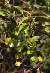 Dioscorea oppositifolia