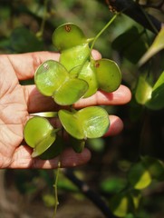 Dioscorea oppositifolia