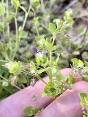 Veronica hederifolia