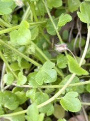 Veronica hederifolia