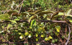 Dioscorea oppositifolia