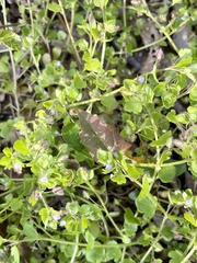 Veronica hederifolia