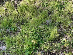 Veronica hederifolia