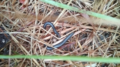 Ommatoiulus sabulosus aimatopodus