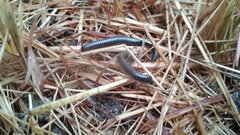 Ommatoiulus sabulosus aimatopodus