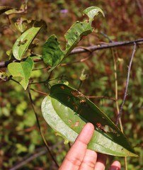 Dioscorea oppositifolia