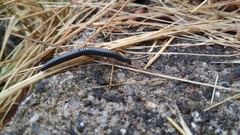 Ommatoiulus sabulosus aimatopodus