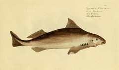 Angular Roughshark photo 3