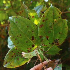 Dioscorea oppositifolia