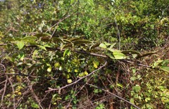 Dioscorea oppositifolia