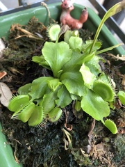 Dionaea