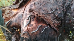 Ommatoiulus sabulosus aimatopodus