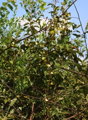 Dioscorea oppositifolia