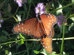 Danaus gilippus