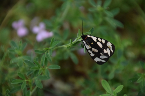 Cream-spot Tiger