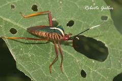 Lucullia flavovittata