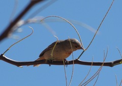 Conirostrum tamarugense