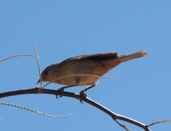 Conirostrum tamarugense