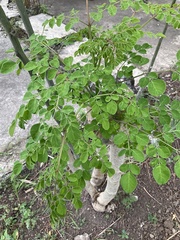 Moringa oleifera