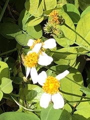 Bidens alba