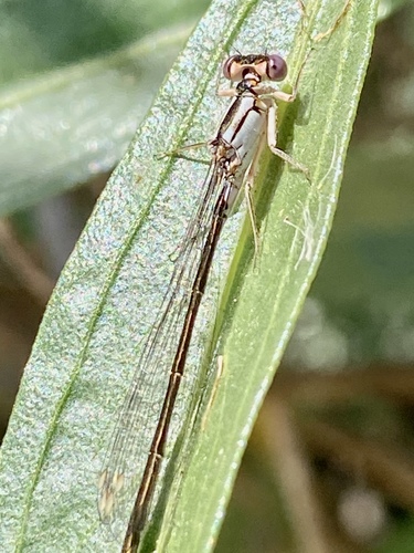 iNaturalist observation photo of Pacific Forktail