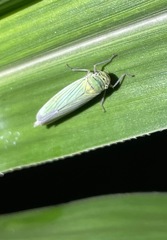 Cicadella
