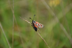 Zygaena rhadamanthus