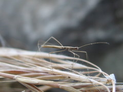 Neides aduncus