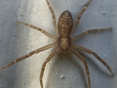 Philodromus