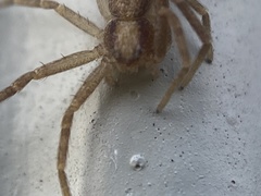 Philodromus