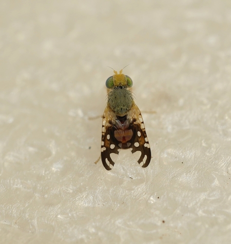Bubble-gall tephritid