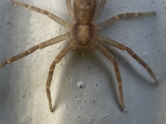 Philodromus