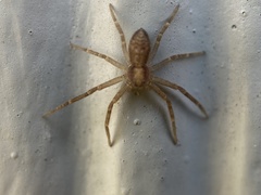 Philodromus