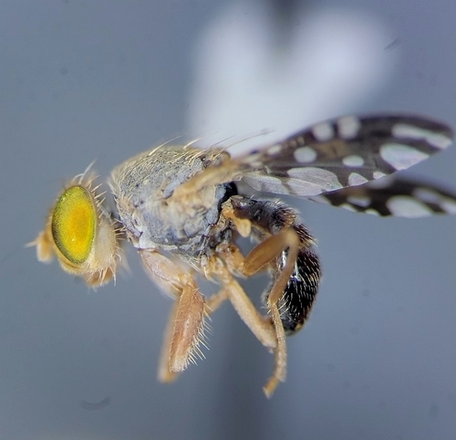 Aciurina trixa Curran, 1932