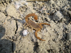 Aegaeobuthus gibbosus