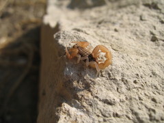 Aegaeobuthus gibbosus