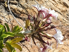 Pachypodium saundersii