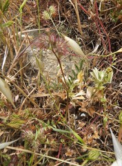 Onobrychis caput-galli