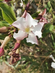 Pachypodium saundersii