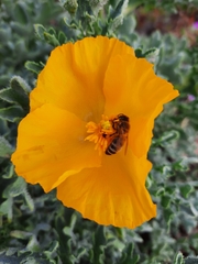 Glaucium flavum