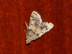 Lepidoptera